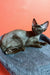 Dark-furred Devon Rex cat named Barni in a cute, playful pose for Devon Rex Kitten