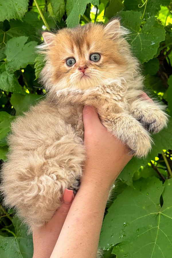 Fluffy Persian kitten with wide eyes, perfect for a Scottish Straight Kitten lover!