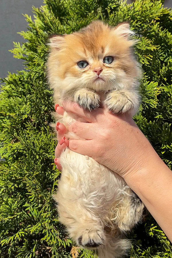 Fluffy Persian kitten with blue eyes and golden fur, perfect Scottish Straight companion