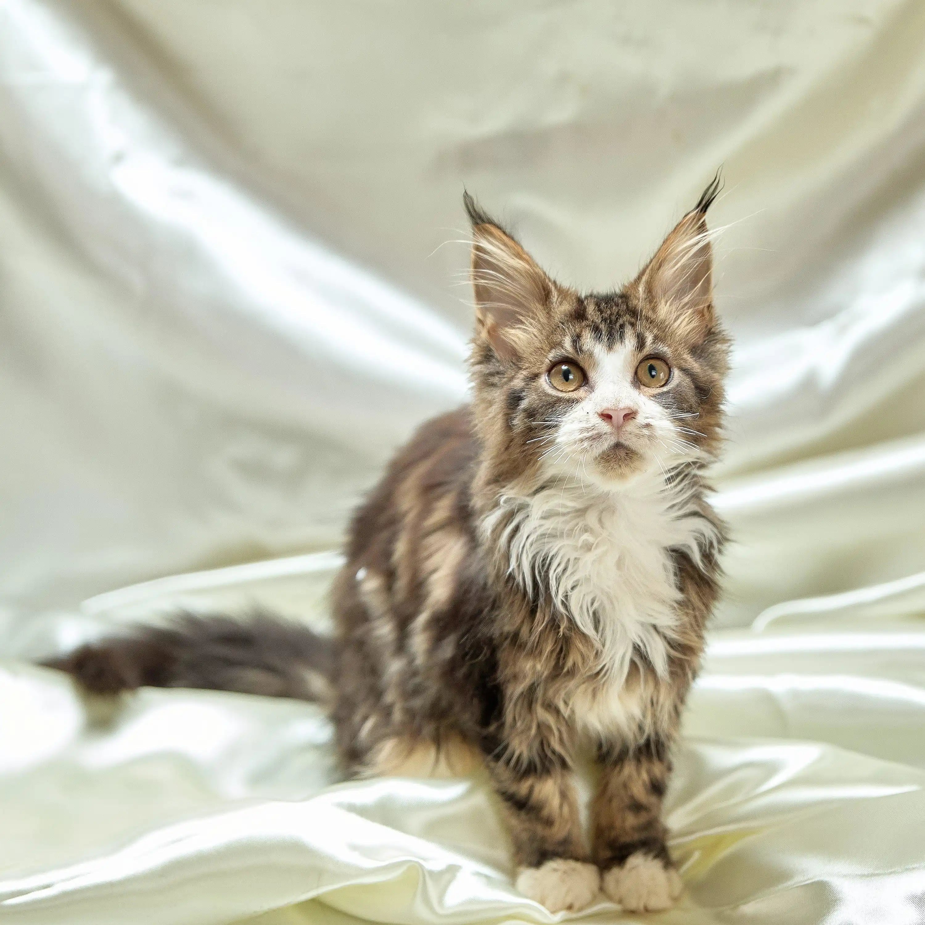 Maine Coon Kittens for Sale Barny | Kitten