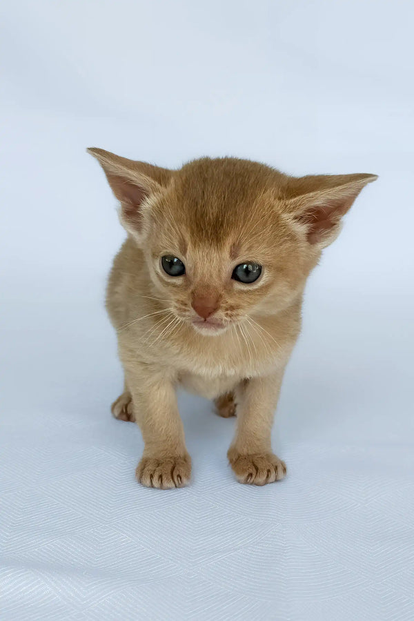 Baron | abyssinian kitten