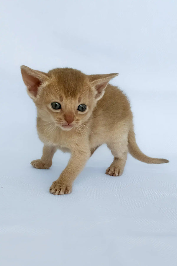 Baron | abyssinian kitten