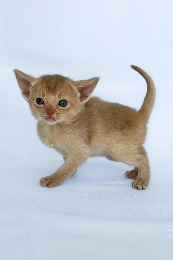 Baron | abyssinian kitten