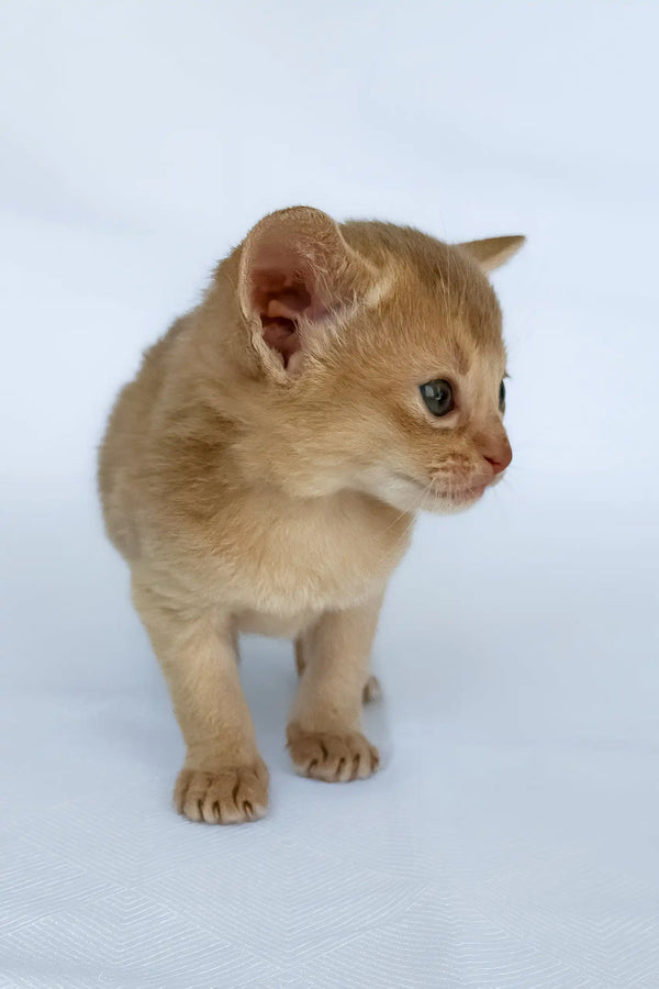Baron | abyssinian kitten