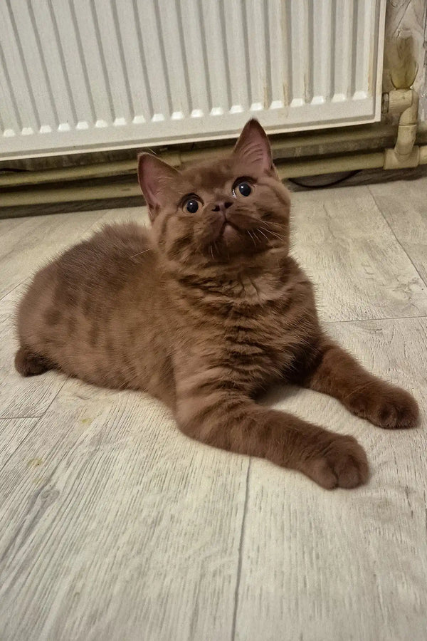 Baron | british shorthair kitten