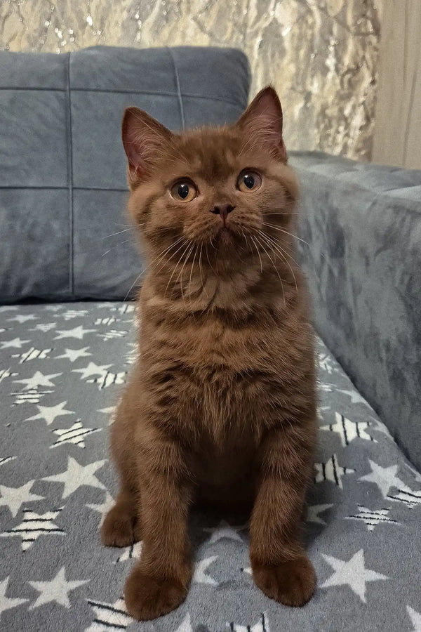 Baron | british shorthair kitten