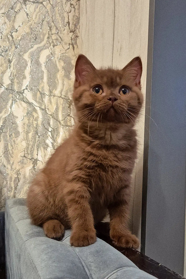 Baron | british shorthair kitten