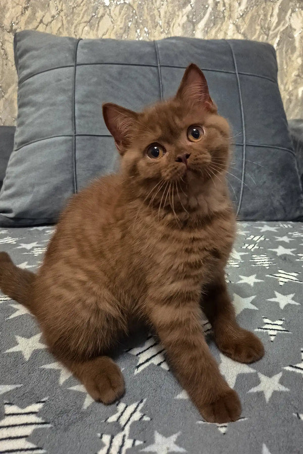 Baron | british shorthair kitten