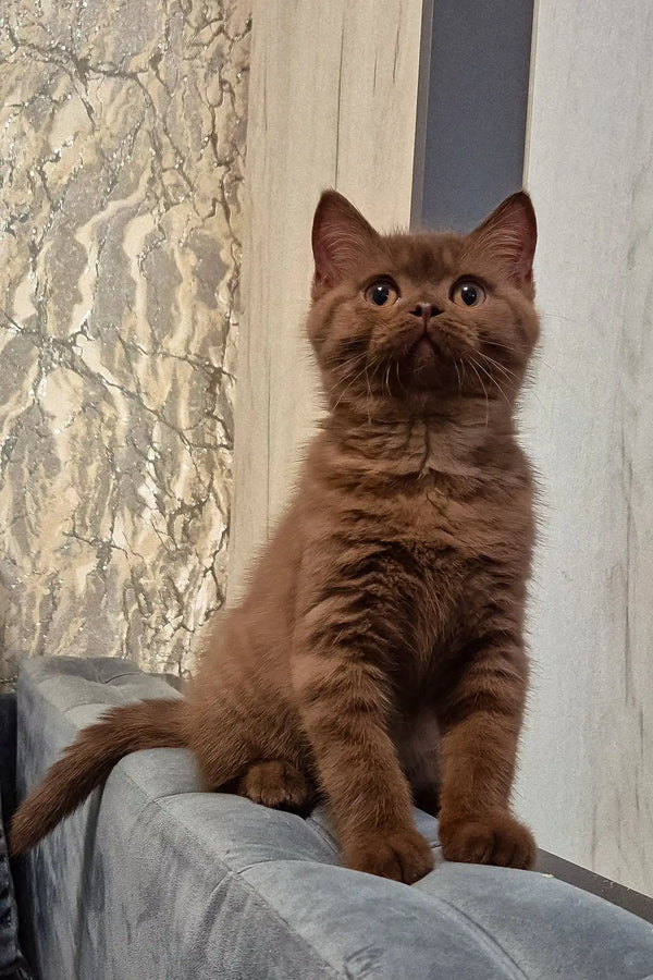 Baron | british shorthair kitten