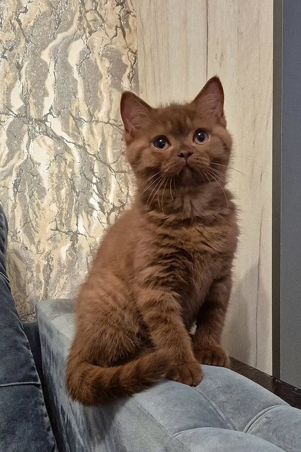 Baron | british shorthair kitten