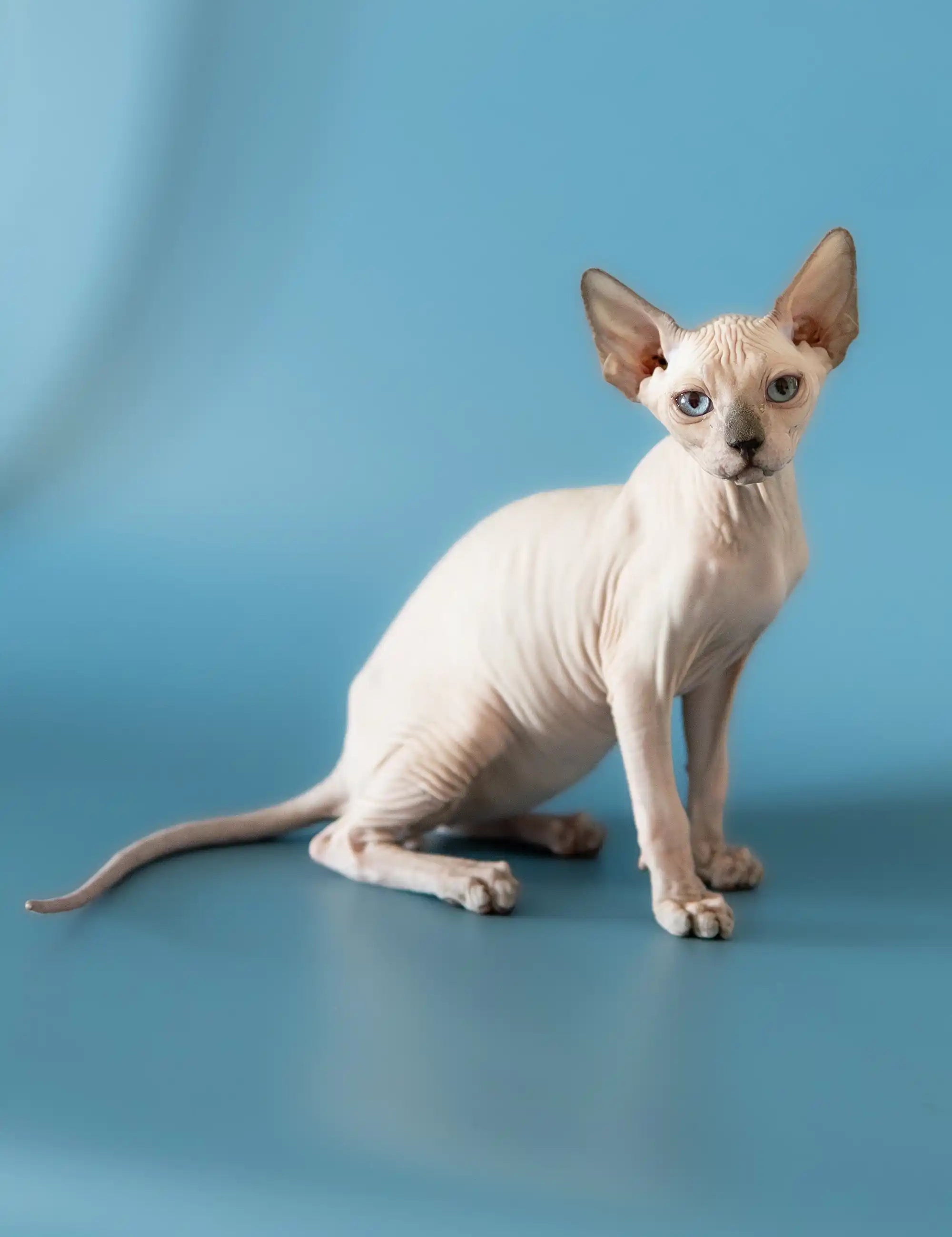 Hairless Sphynx Cats for Sale Baron | Canadian Kitten