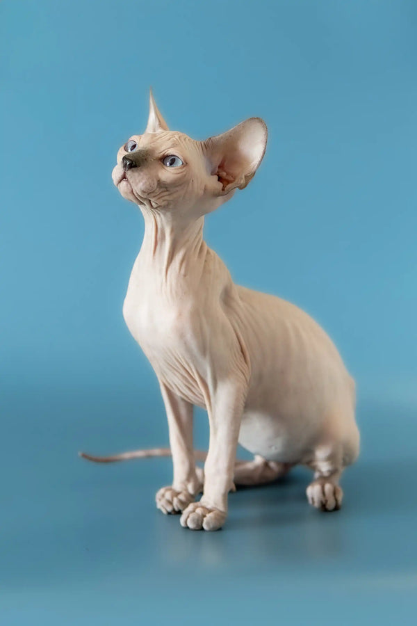 Hairless Canadian Sphynx kitten sitting upright with big ears and wrinkled skin