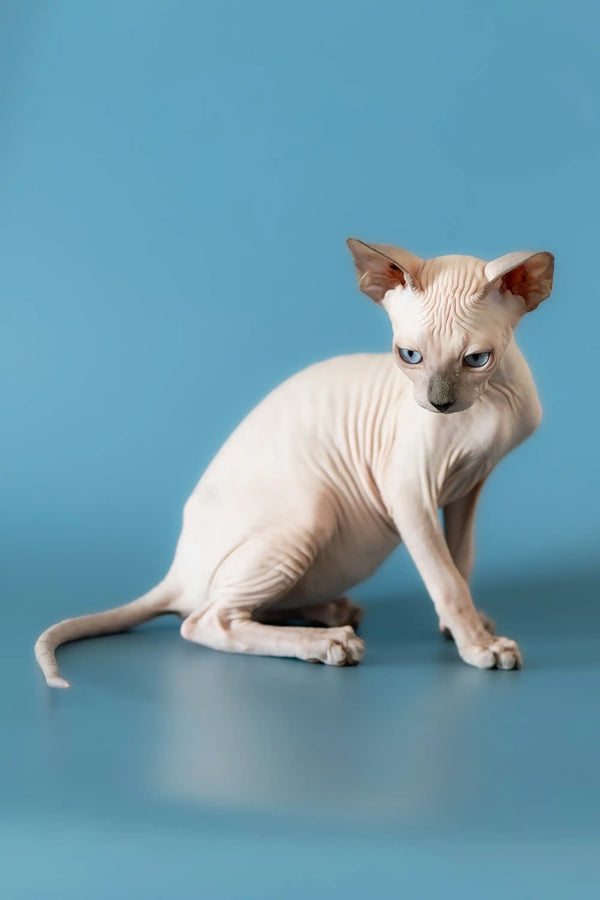 Hairless Canadian Sphynx kitten with wrinkled skin and big ears on a shiny surface