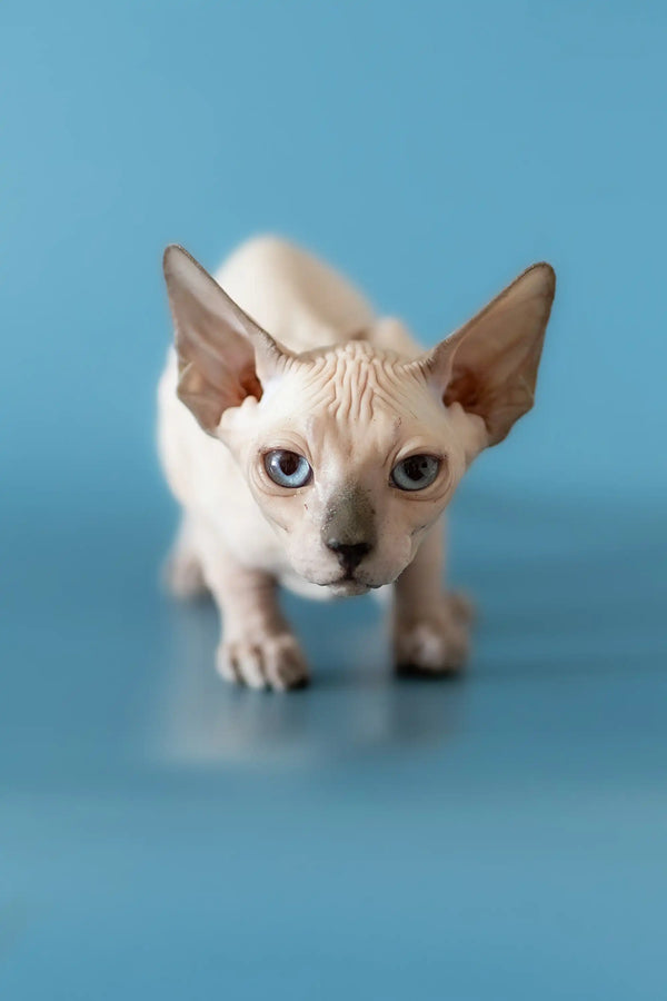 Adorable Canadian Sphynx kitten with big ears and eyes, ready to steal your heart