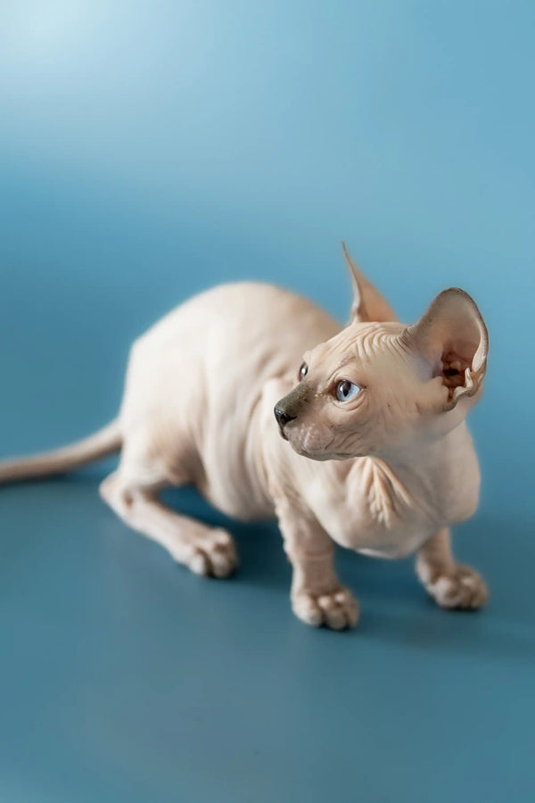 Cute Hairless Sphynx kitten with wrinkled skin and big ears, perfect Canadian Sphynx buddy