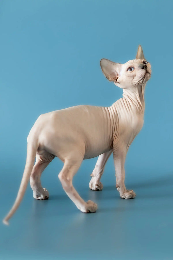 Hairless Canadian Sphynx kitten with big ears standing in profile, super adorable!