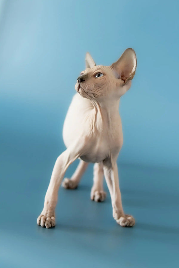 Hairless Sphynx cat alert pose showcasing a playful Canadian Sphynx kitten