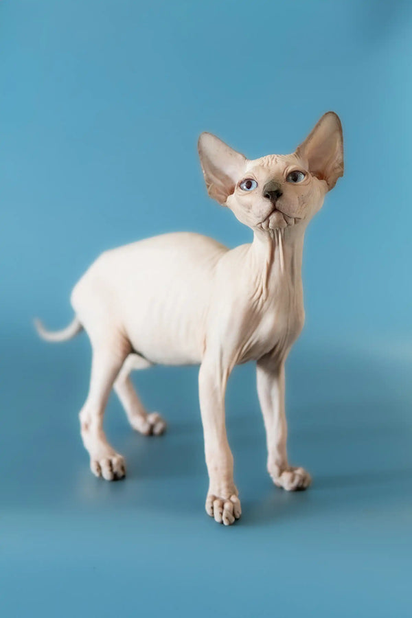 Hairless Canadian Sphynx kitten with big ears and wrinkles on a plain background