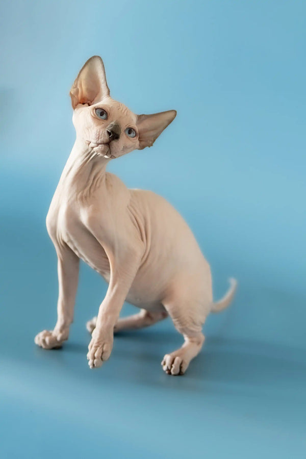 Hairless Canadian Sphynx kitten named Baron standing with wrinkled skin and big ears