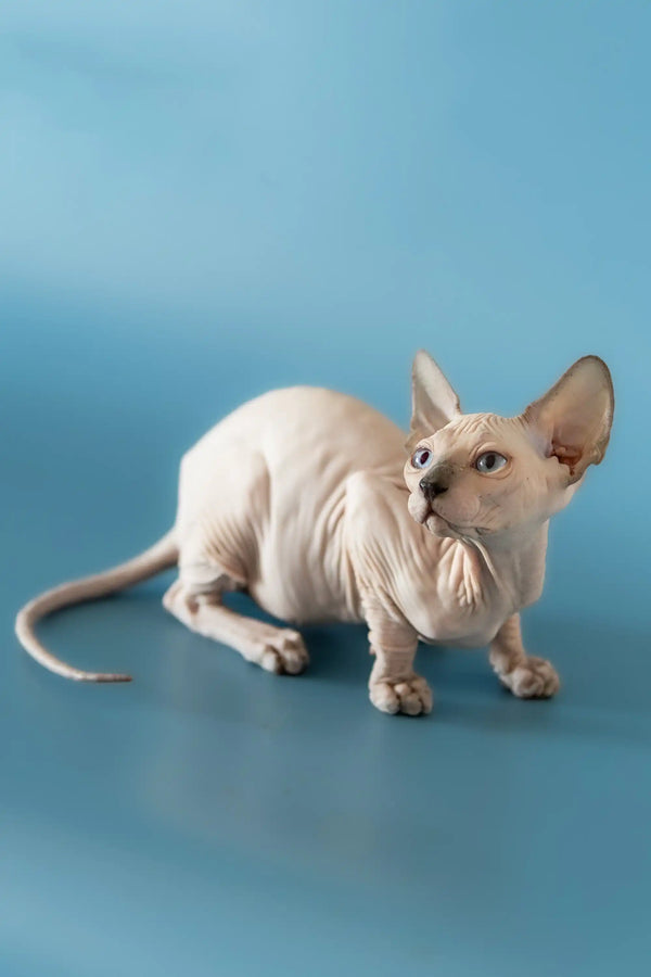 Adorable Canadian Sphynx kitten with wrinkled skin and big ears in a cute crouch