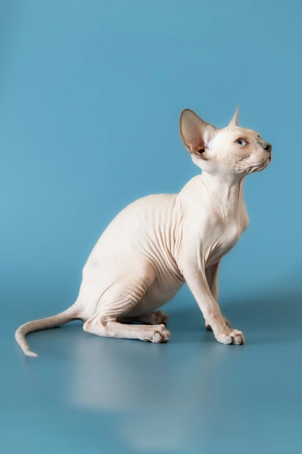 Hairless Sphynx cat sitting gracefully, showcasing the adorable Canadian Sphynx kitten