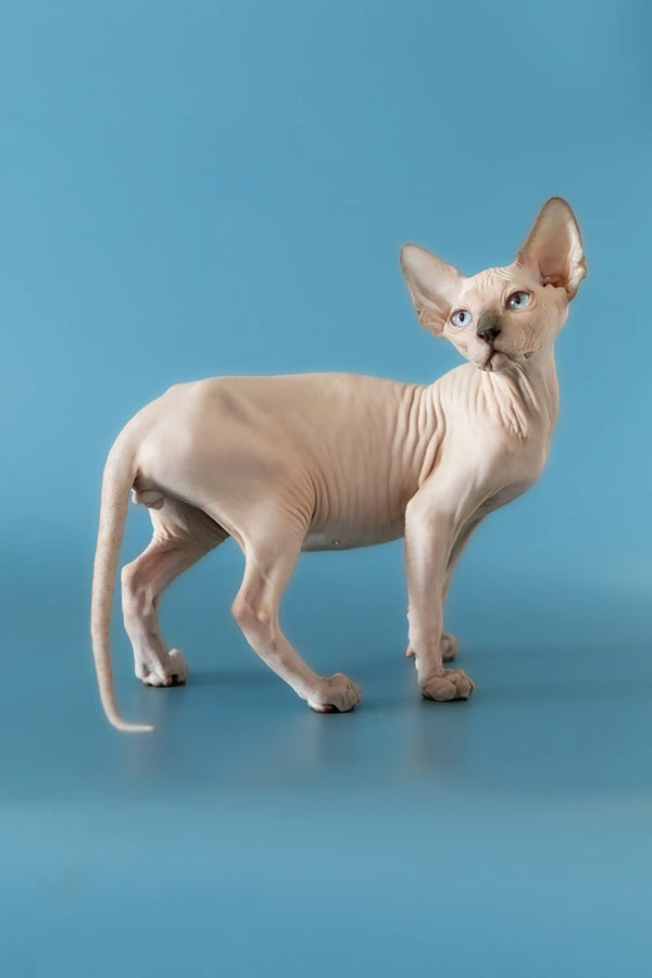Hairless Canadian Sphynx kitten with big ears standing in profile, looking alert