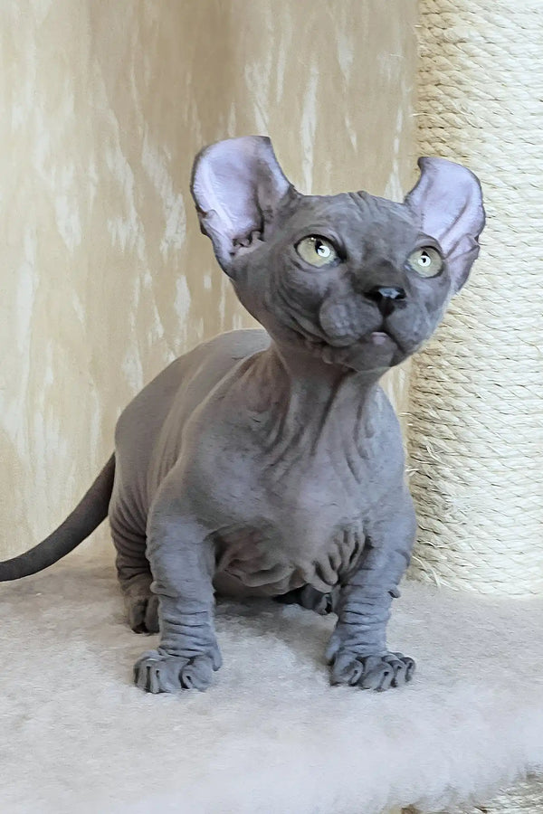 Baron | dwelf sphynx kitten