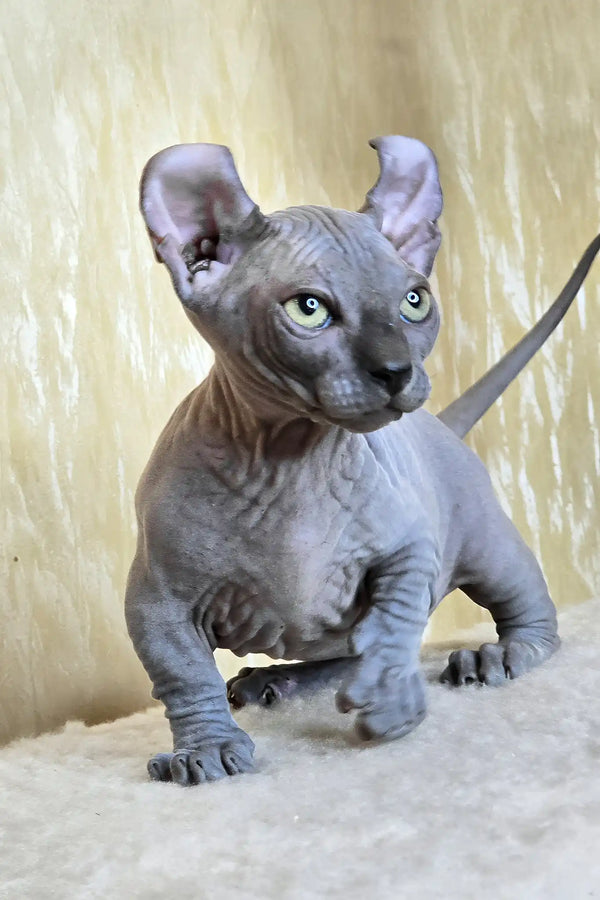 Baron | dwelf sphynx kitten