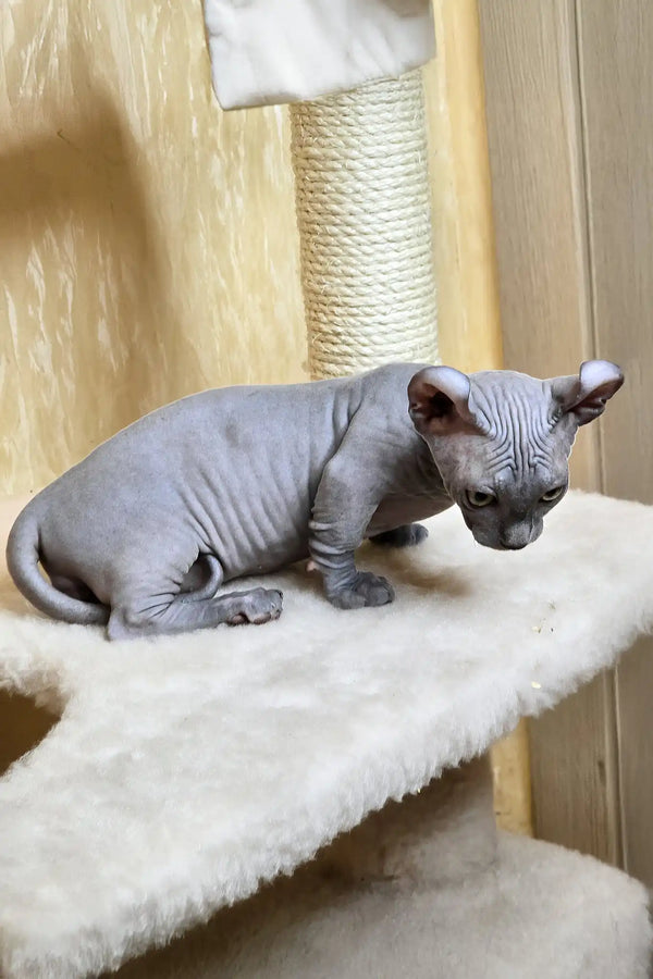 Baron | dwelf sphynx kitten