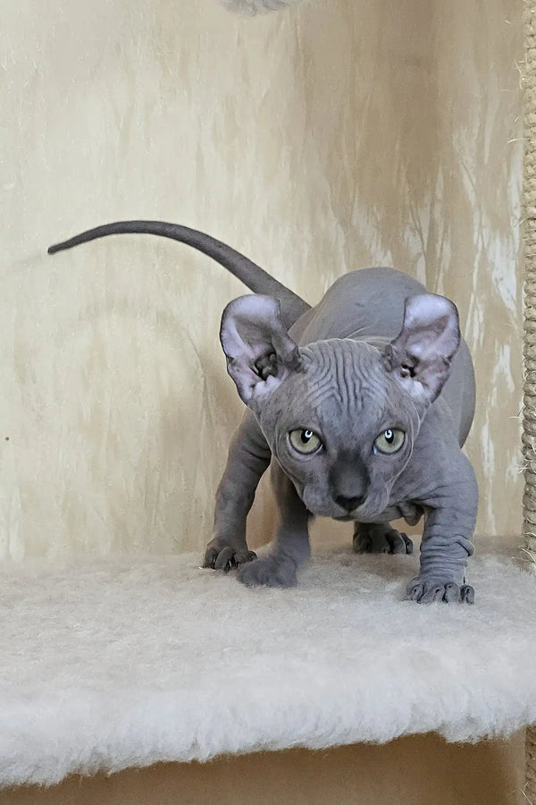 Baron | dwelf sphynx kitten