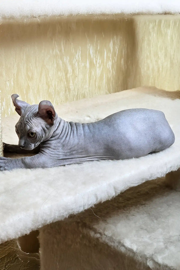 Baron | dwelf sphynx kitten