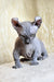 Baron | dwelf sphynx kitten