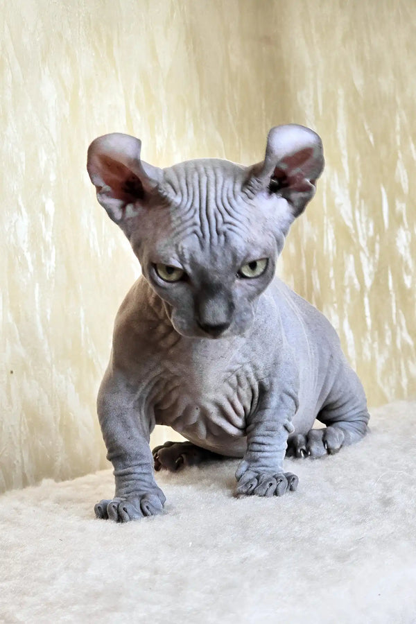 Baron | dwelf sphynx kitten