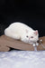 White Exotic Shorthair cat lounging on a cardboard scratcher from Baron Kitten