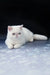 Adorable White Exotic Shorthair Cat from the Baron Exotic Shorthair Kitten collection