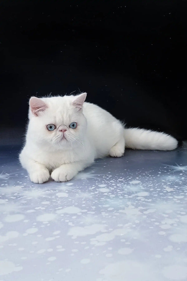 Adorable White Exotic Shorthair Cat from the Baron Exotic Shorthair Kitten collection