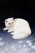 Adorable White Exotic Shorthair Kitten named Baron, perfect for cat lovers