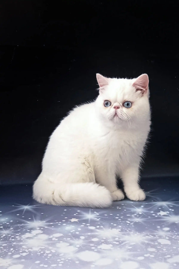 Adorable white Exotic Shorthair cat named Baron in a cozy kitten setting