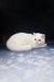 White Persian cat in the Baron Exotic Shorthair Kitten product display