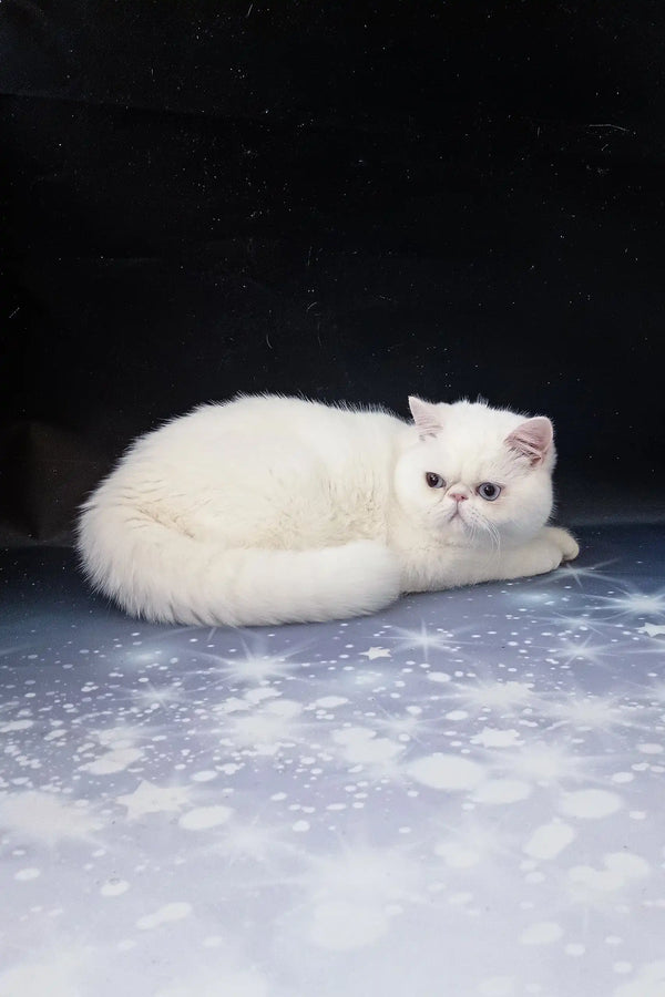 White Persian cat in the Baron Exotic Shorthair Kitten product display