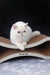 Adorable White Persian Cat featured in the Baron Exotic Shorthair Kitten product