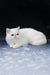 White short-haired flat-faced cat named Baron, an adorable Exotic Shorthair Kitten