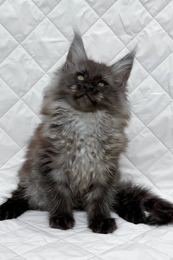 Baron | maine coon kitten