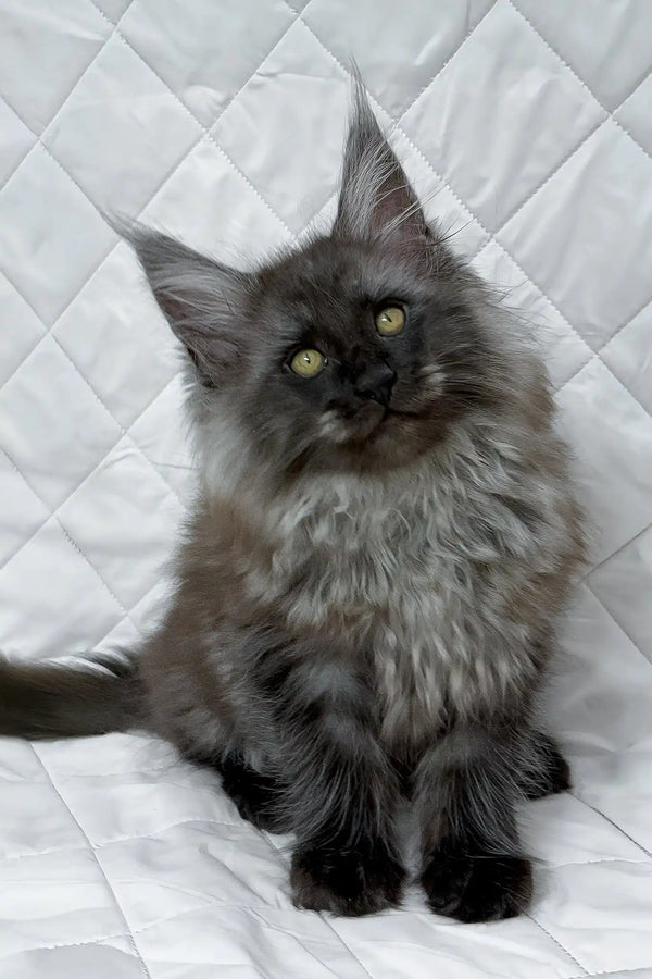 Baron | maine coon kitten