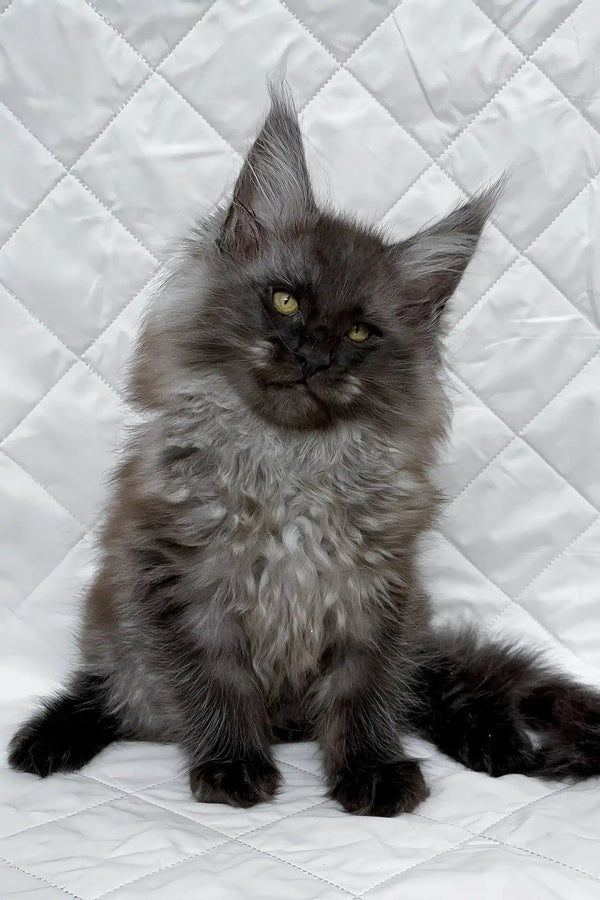 Baron | maine coon kitten