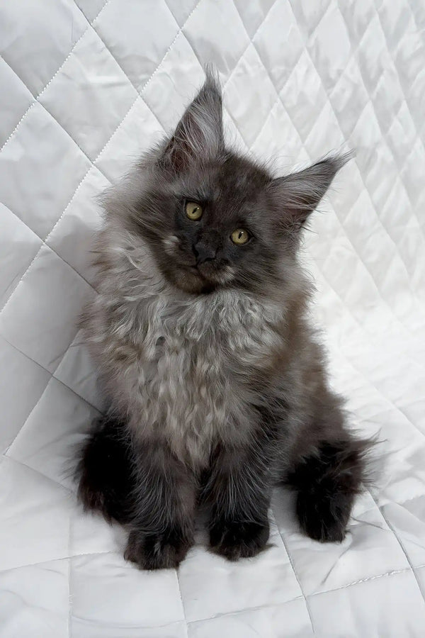 Baron | maine coon kitten