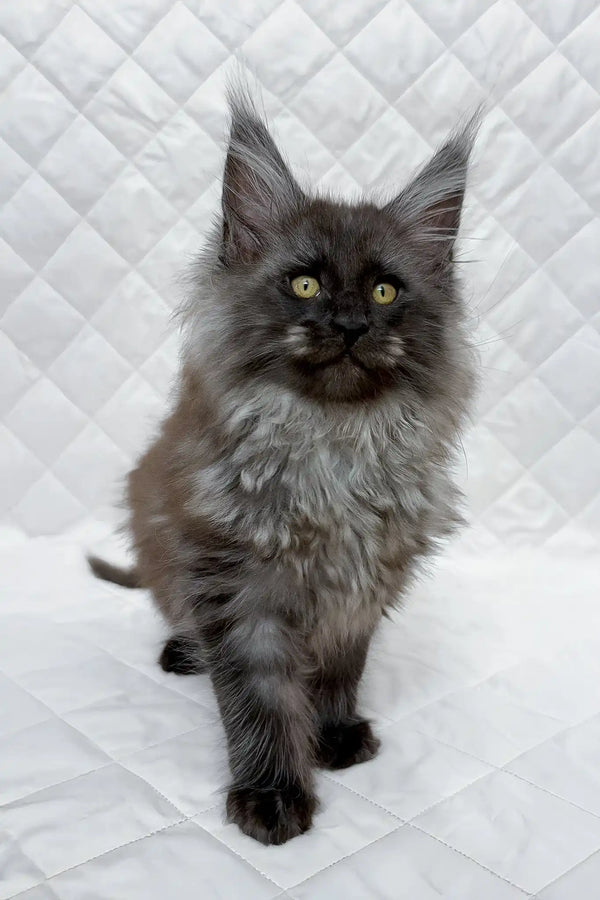 Baron | maine coon kitten