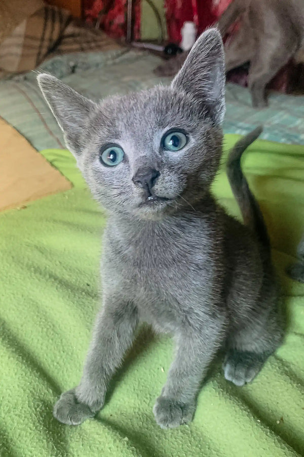 Adorable Gray kitten with blue eyes named Baron, a charming Russian Blue