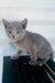 Adorable Gray kitten with blue eyes, perfect for the Baron Russian Blue Kitten product