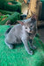 Adorable gray kitten with striking green eyes, perfect for Baron, the Russian Blue Kitten